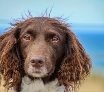 De leukste hondenstranden in Nederland
